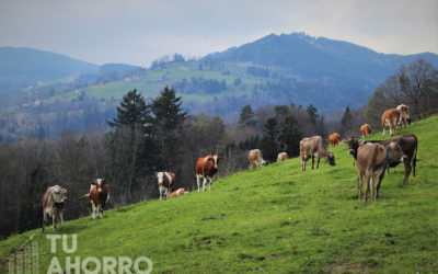 Claves para la gestión energética en granjas de vacuno